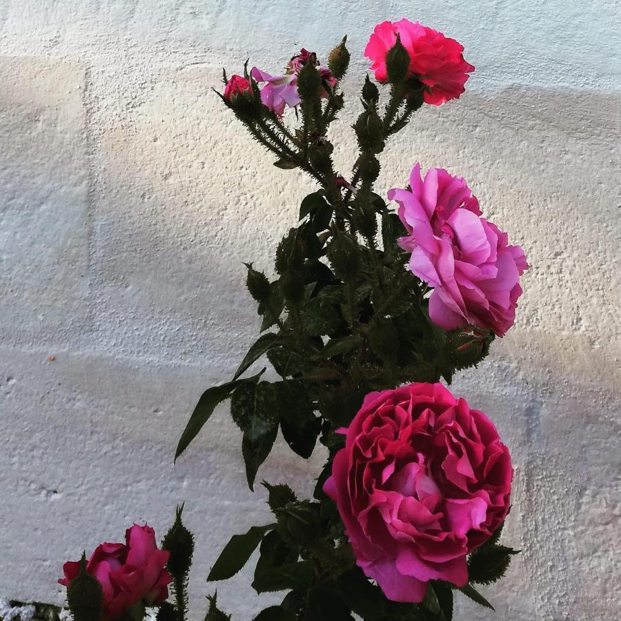 B&B Giovannarolla Green House Ostuni Εξωτερικό φωτογραφία